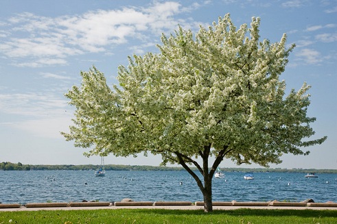 20110223-lake tree.jpg